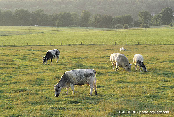 agriculture